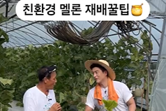 친환경 멜론 재배 꿀팁